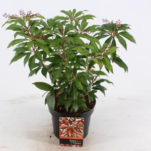 Rotsheide (Pieris Japonica “Katsura”®) heester