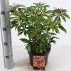 Rotsheide (Pieris Japonica “Katsura”®) heester