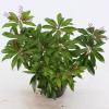 Rotsheide (Pieris Japonica “Katsura”®) heester