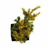 Taxus (Taxus baccata "Semperaurea") conifeer