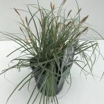 Zegge (Carex oshimensis "Everest") siergras