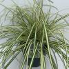 Zegge (Carex oshimensis "Evergold") siergras