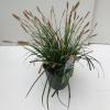 Japanse zegge (Carex "Evergreen") siergras