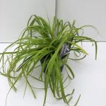 Zegge (Carex "Everillo") siergras