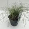 Zegge (Carex comans "Frosted Curls") siergras