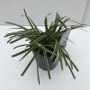 Zegge (Carex morrowii "Ice Dance") siergras