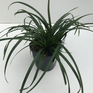 Zegge (Carex "Irish Green") siergras