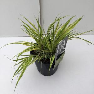 Hakonegras (Hakonechloa macra "Aureola") siergras