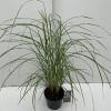 Prachtriet (Miscanthus sinensis "Flamingo") siergras