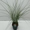 Prachtriet (Miscanthus sinensis "Gracillimus") siergras