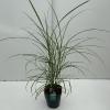 Prachtriet (Miscanthus sinensis "Strictus") siergras