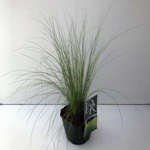 Vedergras (Stipa tenuifolia "Ponytails") siergras