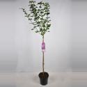 Sering op stam 85 cm (syringa vulgaris hyacinthflora "Esther Staley")