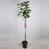 Sering op stam 85 cm (syringa vulgaris "Sensation") 