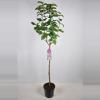 Sering op stam 85 cm (syringa vulgaris "Souv. d'Alice Harding")