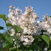 Sering (syringa vulgaris "Beauty of Moscow") 