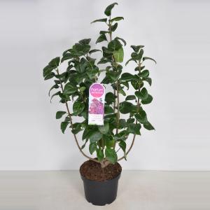 Sering (syringa vulgaris "Znamya Lenina") - 70-90 cm - 1 stuks
