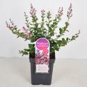 Dwergsering (syringa Bloomerang®"Pink Perfume")