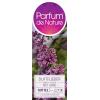 Sering (syringa villosae "Red Wine")