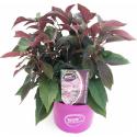 Hydrangea Aspera "Hot Chocolate"® fluweelhortensia