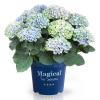 Hydrangea Macrophylla "Magical Revolution Blue"® boerenhortensia