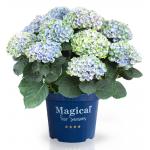 Hydrangea Macrophylla "Magical Revolution Blue"® boerenhortensia