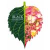 Hydrangea Macrophylla "Black Diamond® Dark Angel"® schermhortensia