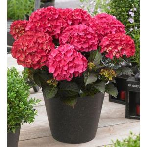 Hydrangea Macrophylla "Black Diamond® Red Angel"® boerenhortensia