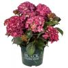 Hydrangea Macrophylla "Black Diamond® Red Angel Purple"® boerenhortensia