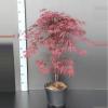 Japanse esdoorn (Acer palmatum "Fireglow") heester