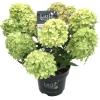 Hydrangea Paniculata "Little Lime"® pluimhortensia