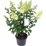 Hydrangea Paniculata "Silver Dollar" pluimhortensia