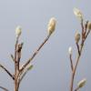 Magnolia Loeberni Leonard Messel