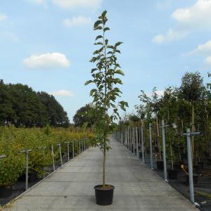 Magnolia Loeberni Merrill - 200 - 250 cm - 4 stuks