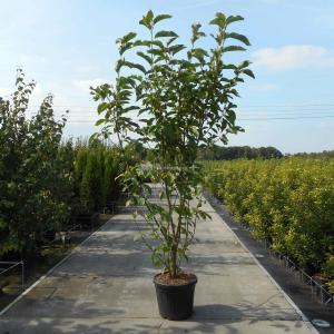 Magnolia Heaven Scent - 200 - 220 cm - 3 stuks