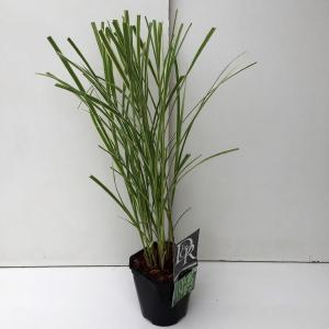 Prachtriet (Miscanthus sinensis "Variegatus") siergras