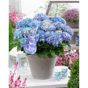 Hydrangea Macrophylla Music Collection "Blue Ballad"® boerenhortensia