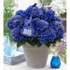 Hydrangea Macrophylla Music Collection "Blue Boogiewoogie"® boerenhortensia