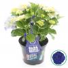 Hydrangea Macrophylla Music Collection "Blue Boogiewoogie"® boerenhortensia