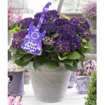 Hydrangea Macrophylla Music Collection "Deep Purple Dance"® boerenhortensia