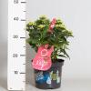 Hydrangea Macrophylla Music Collection "Pink Pop"® boerenhortensia
