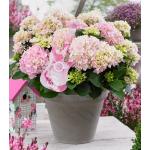 Hydrangea Macrophylla Music Collection "Soft Pink Salsa"® boerenhortensia