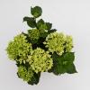 Hydrangea Macrophylla Music Collection "Soft Pink Salsa"® boerenhortensia