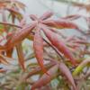 Japanse esdoorn (Acer palmatum "Starfish") heester