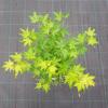 Japanse esdoorn (Acer palmatum "Going Green") heester