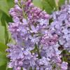 Sering (syringa vulgaris "Lavender Lady") 
