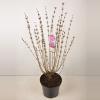 Dwergsering (syringa "Tinkerbelle"®)