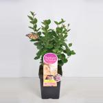 Dwergsering (syringa "Tinkerbelle"®Parfum de Nature) 