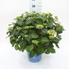 Hydrangea Macrophylla "Endless Summer Bloomstar Blue"® boerenhortensia