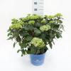 Hydrangea Macrophylla "Endless Summer Bloomstar Pink"® boerenhortensia